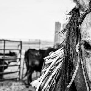 Black & White Western Horse Photograph - Digital Print