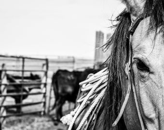 Photographie de cheval western noir et blanc - impression numérique