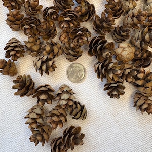 Mini Hemlock Pinecones: Natural Dried Woodland Decor