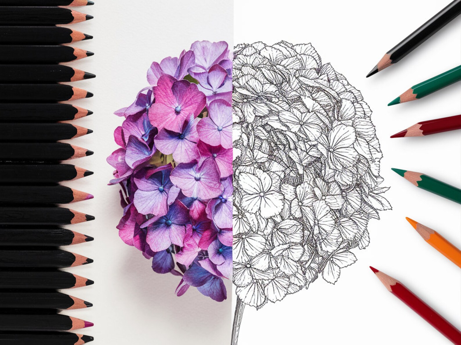 Hydrangea Color Sheets Hydrangea Flower Coloring Pages Printable Floral Art for Kids & Adults ...