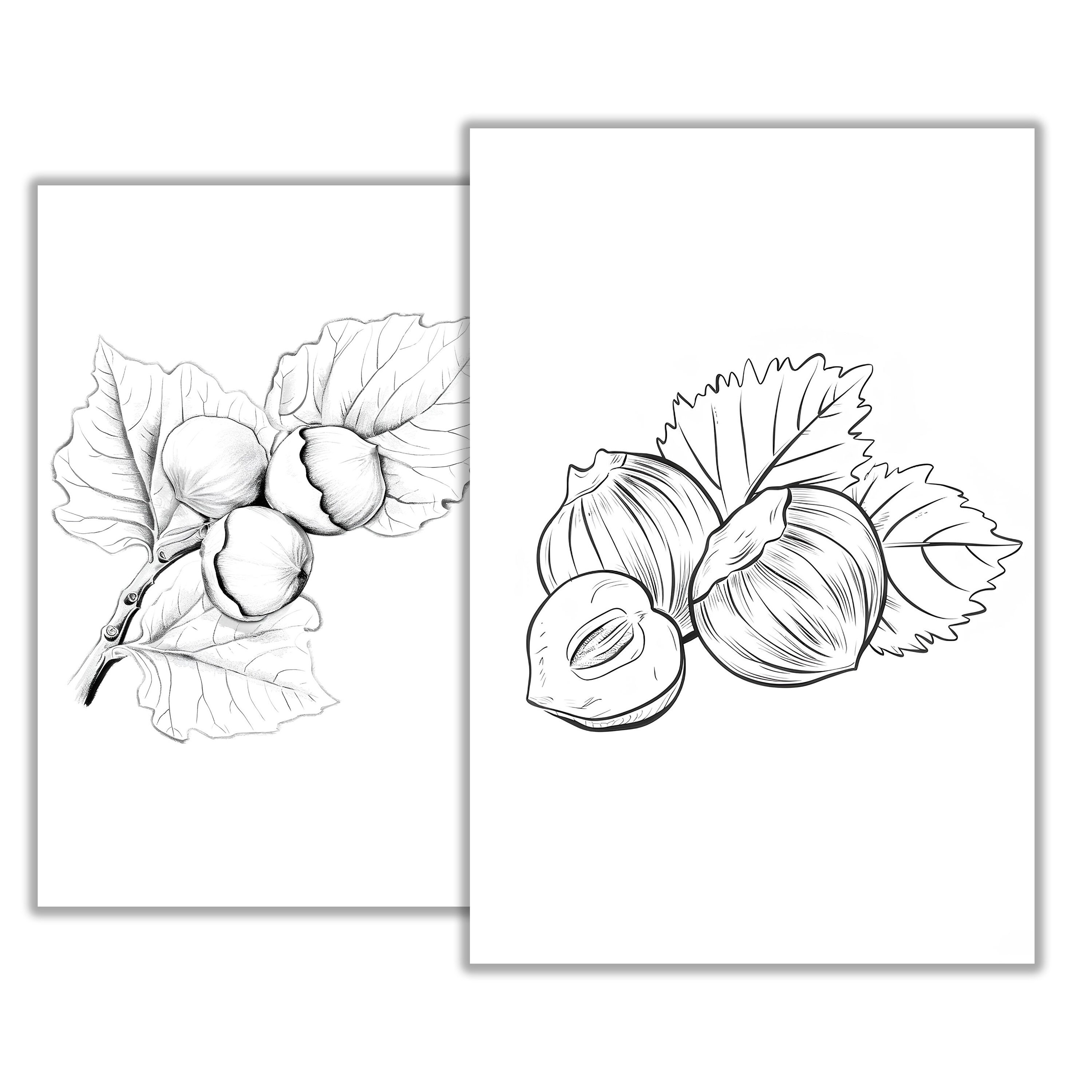 ナッツのぬり絵ページ – 子供と大人向けの印刷可能な食べ物と自然のアート、どんぐり、ピーナッツ、クルミのぬり絵アクティビティ、すぐにダウンロード -  Etsy 日本, image size:3000x3000