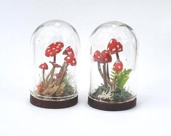 May include: Two glass cloches each containing a miniature mushroom scene. The mushrooms have red caps with white spots. The bases are brown, and the interiors feature moss and small plants. The cloches are on a white background.