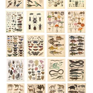 Dollhouse Miniature Vintage Natural History Posters. Digital Download. x 20. For 12th Scale. Fish, Butterflies, Eggs, Snakes, Bugs, Animals.