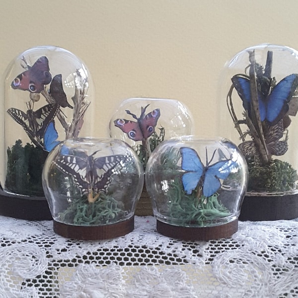 Miniature Glass Domes with 5, 3, or 1 Butterflies for Dolls House, Diorama, Room. 12th Scale. Vintage Victorian Curios Study Explorer