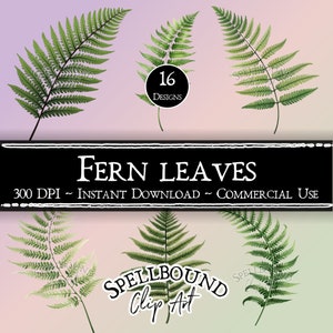 Clipart numérique de feuilles de fougère, usage commercial, téléchargement immédiat, plantes Clip Art, PNG, Clipart Nature, forêt des cliparts, clipart jardin