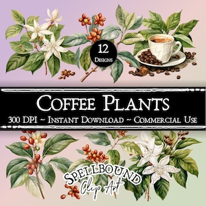 Imágenes prediseñadas digitales de plantas de café, uso comercial, descarga instantánea, imágenes prediseñadas de café, imágenes prediseñadas de la naturaleza, imágenes prediseñadas de bebidas, PNG, imágenes prediseñadas de alimentos