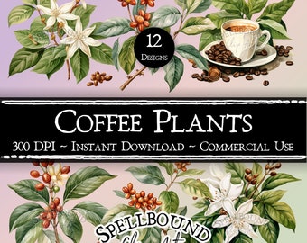 Coffee Plants Digital Clipart, Commercial Use, Instant Download, Coffee Clip Art, Nature Clipart, Drink Clipart, PNG, Food Clipart