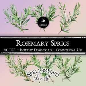 Watercolor Rosemary Sprigs Digital Clipart, Commercial Use, Instant Download, Herbs Clip Art, PNG, Greenery, Plant Clipart
