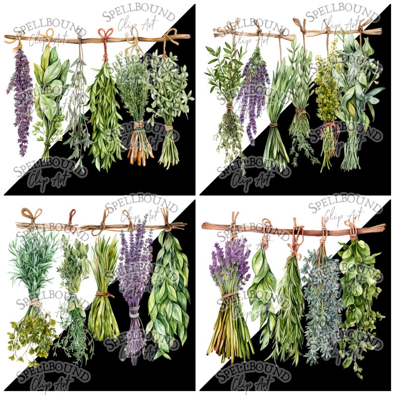 Hanging Herbs Digital Clipart Commercial Use Instant Download - Etsy