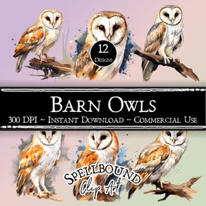Kerkuil digitale clipart, commercieel gebruik, instant download, vogelillustraties, png, dierlijke clipart, natuur clipart, uil op tak