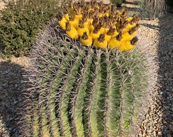 100 Barrel cactus seeds