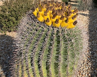 100 semillas de cactus barril Fishhook