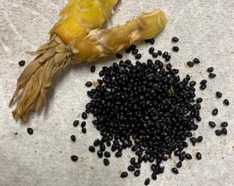 Semillas de cactus para iniciar el cultivo Lote A1