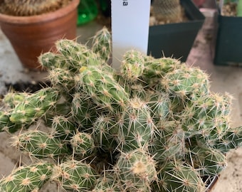 Esqueje de cactus apilable Grusonia bulbispina