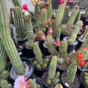 50 hybrid  cactus seeds