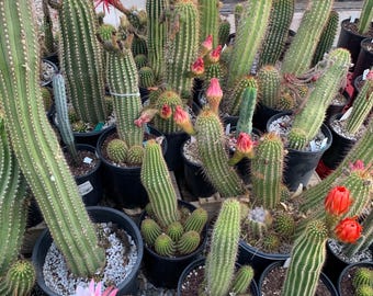 50 semillas de cactus híbridos