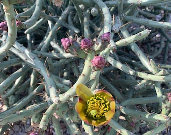 Cylindropuntia arbuscula, Arizona Lápiz Cholla corte