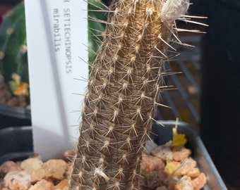 Setiechinopsis mirabilis Cactus Seeds