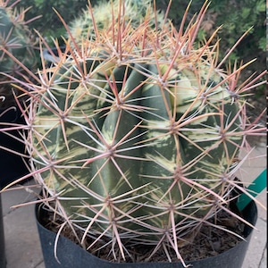 20 Red spine variegated barrel cactus seeds