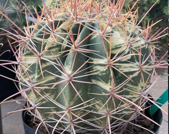 20 Red spine variegated barrel cactus seeds