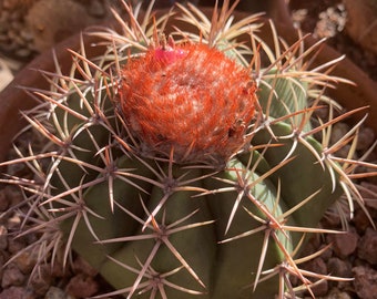Melocactus pachycanthus 20 semillas