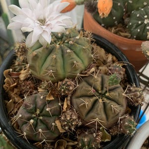 Gymnocalycium baby unrooted live cactus plant