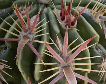 30 semillas de cactus barril lengua del diablo rojo Ferocactus latispinus
