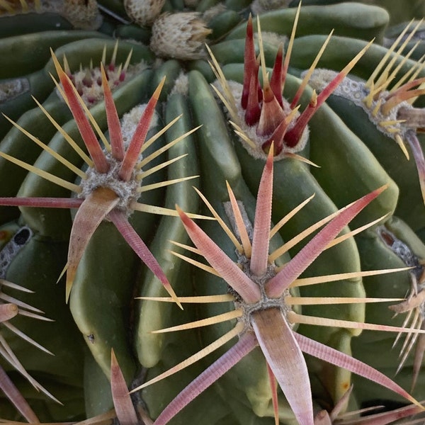 30 Ferocactus latispinus Red devil's tongue barrel cactus seeds