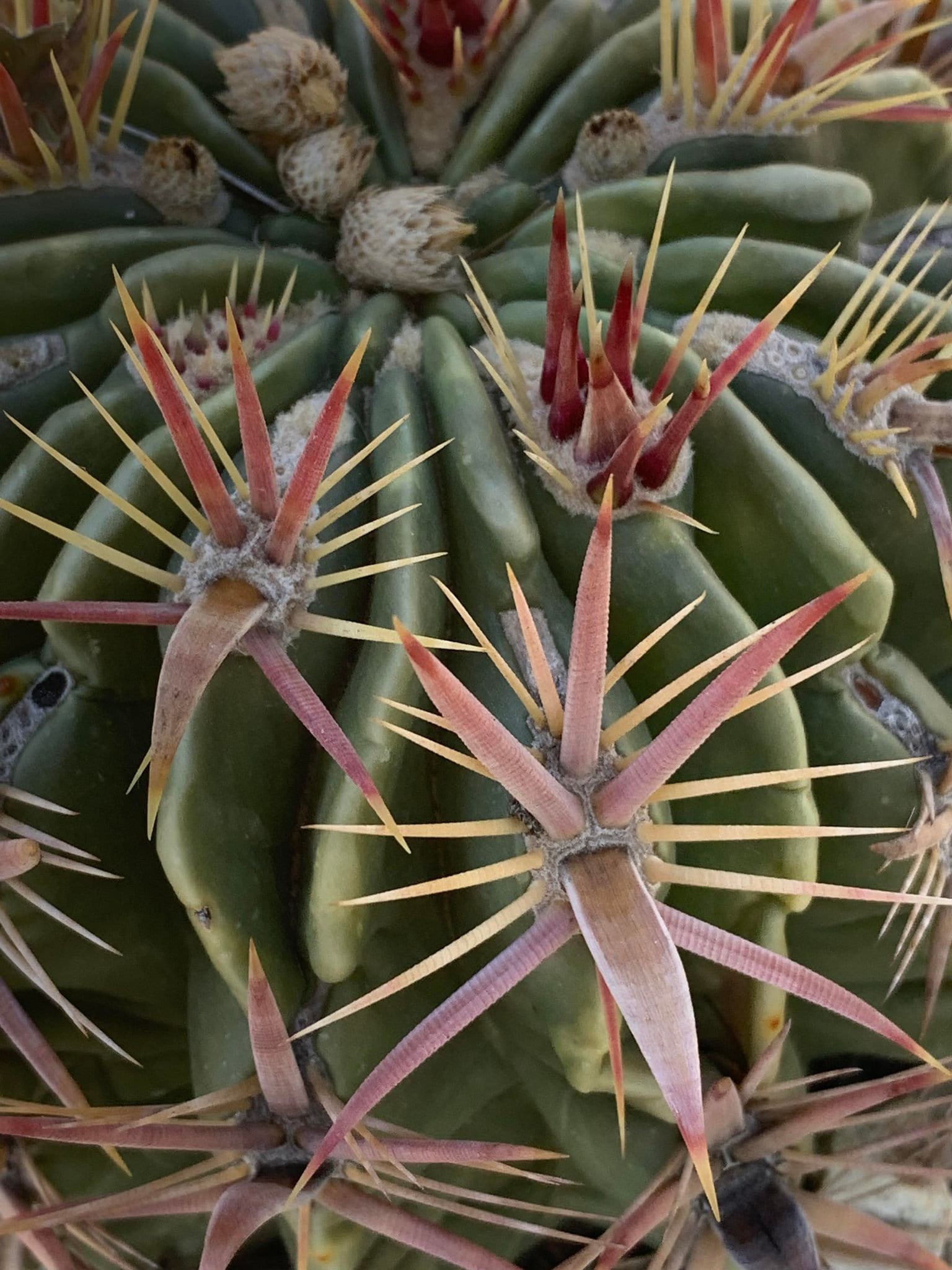 Devil's Tongue Plant - Etsy