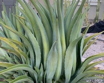 Agave desmettiana, cría sin raíces