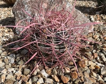 25 semillas de cactus barril de fuego