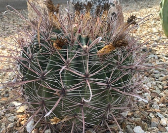 25 semillas de anzuelo de espina larga de polinización abierta