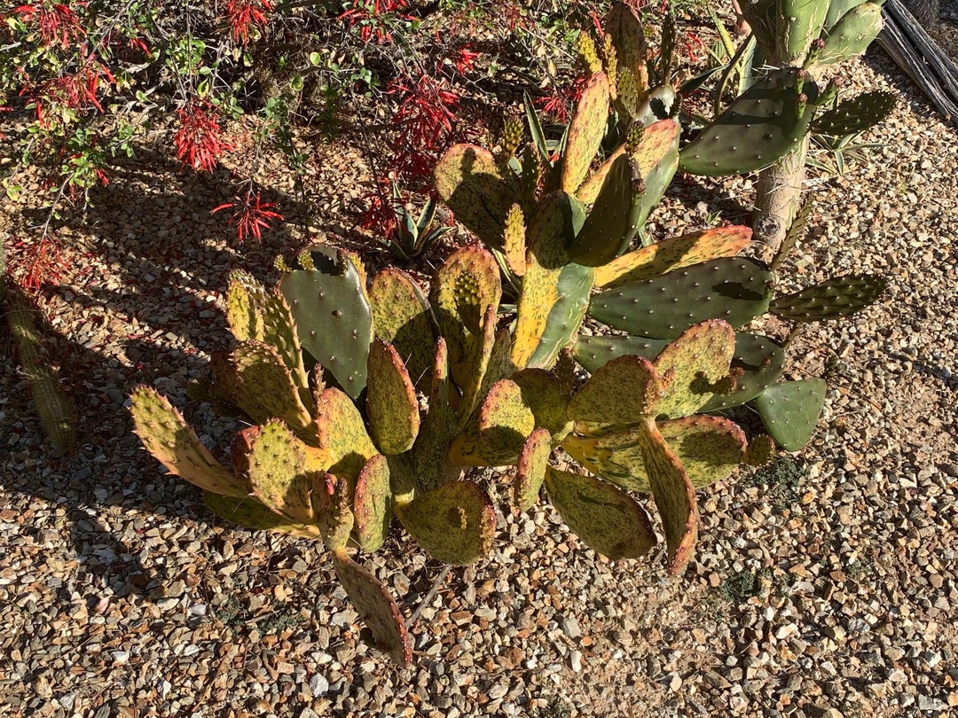 Opuntia sunburst Variegata Cochenillifera Prickly Pear Live Cutting Etsy