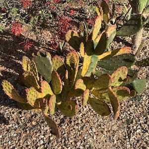 Opuntia (Sunburst) Variegata Cochenillifera  Prickly Pear Live Cutting