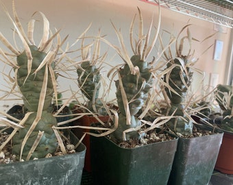 Tephrocactus articulatus papyracanthus - Cactus de espina de papel