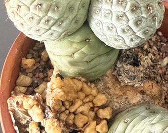 Semillas de cactus Tephrocactus geometricus