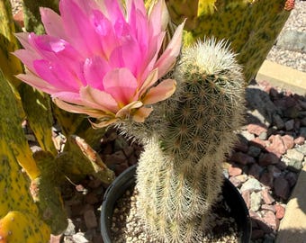 30 semillas de cactus erizo de flor rosa Echinocereus fendleri