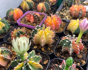 30 semillas variegadas de Gymnocalycium Mihanovichii