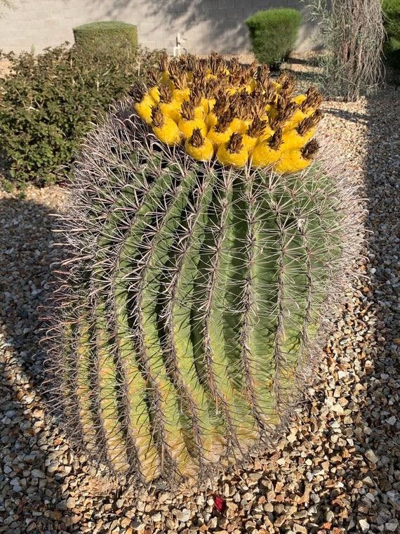 100 Fishhook Barrel Cactus Seeds - Etsy