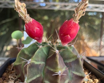 25 semillas variegadas de Gymnocalycium Friedrichii / gymnocalycium mihanovichii friedrichii