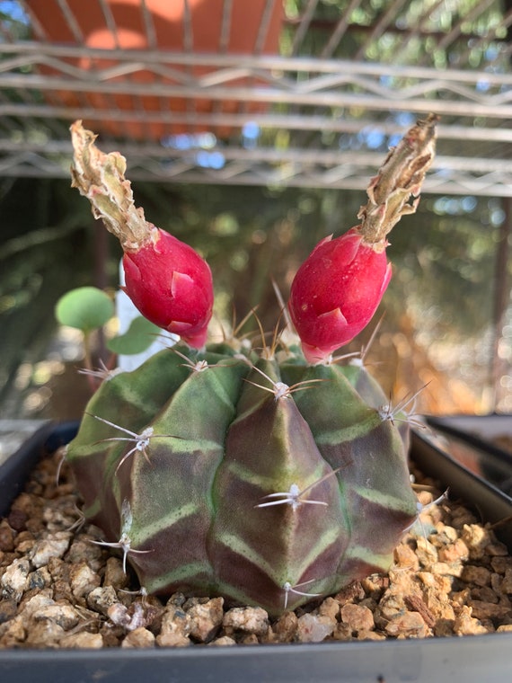 mammillaria candida Buy Mammillaria Candida | Ball-Shaped Cactus