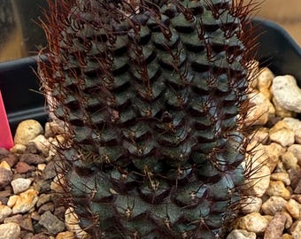 15 semillas de Frailea angelesii (semillas de cactus)