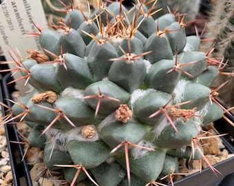 30 semillas de mammillaria winterae, semillas de cactus raras y poco comunes