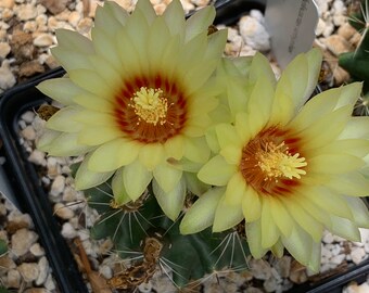 30 yellow flower thelocactus setispinus seeds