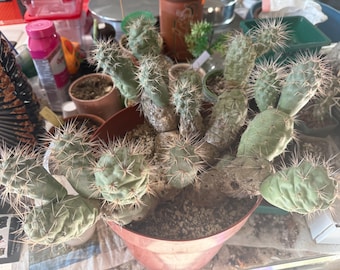 Esqueje de cactus bola apilable Tephrocactus alexanderi