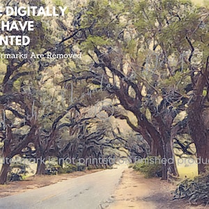 Avenue of the Oaks Art Print | Live Oak Trees | Fine Interiors