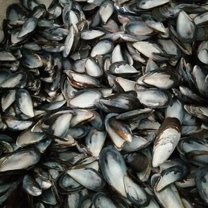 Puede incluir: Un montón grande de conchas de mejillones azules. Las conchas son lisas y tienen un brillo nacarado.