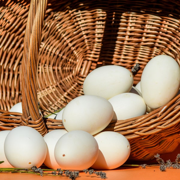 Toulouse Goose Egg Shells