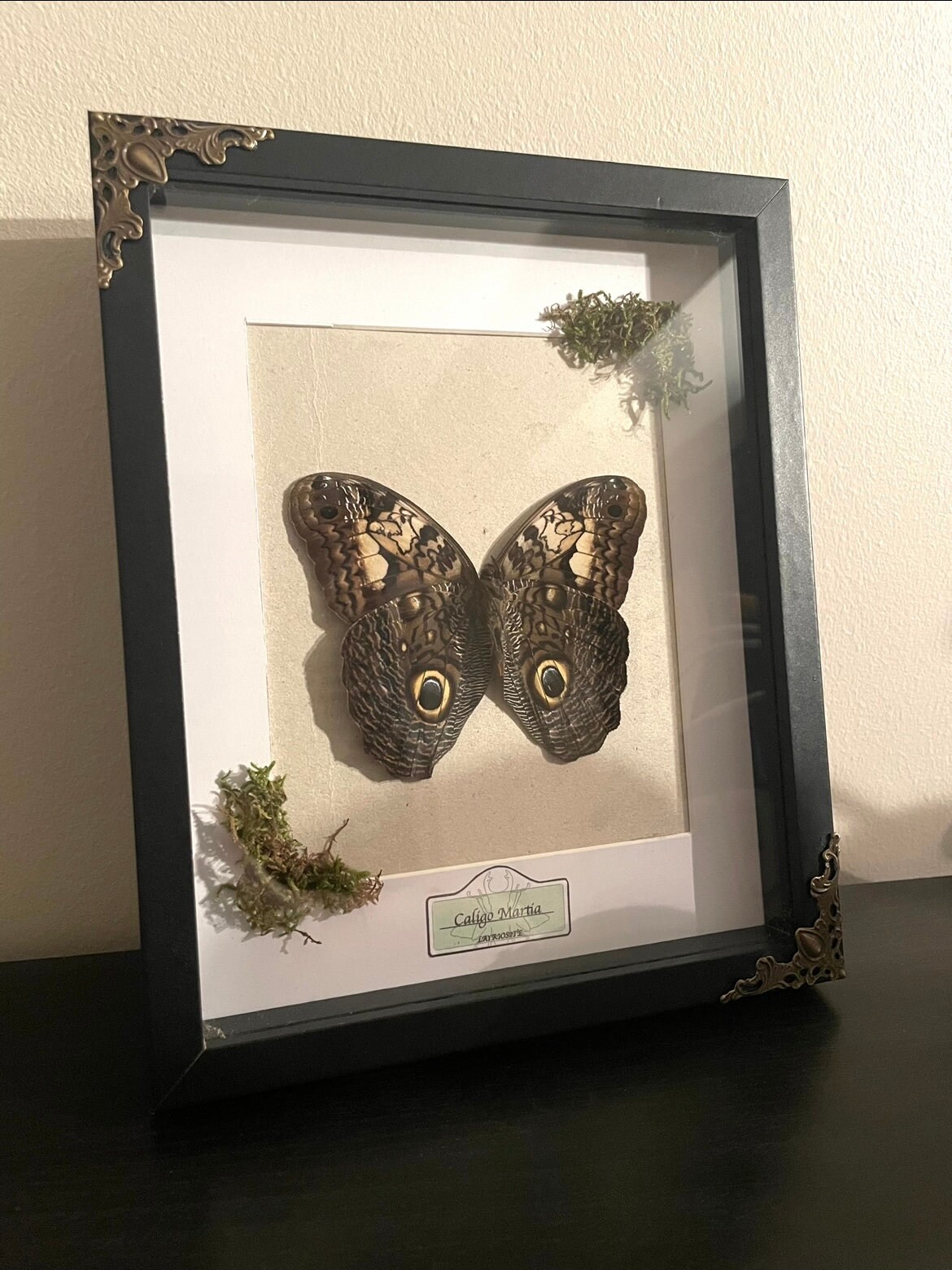 Papillon Naturalisé-Caligo Martia