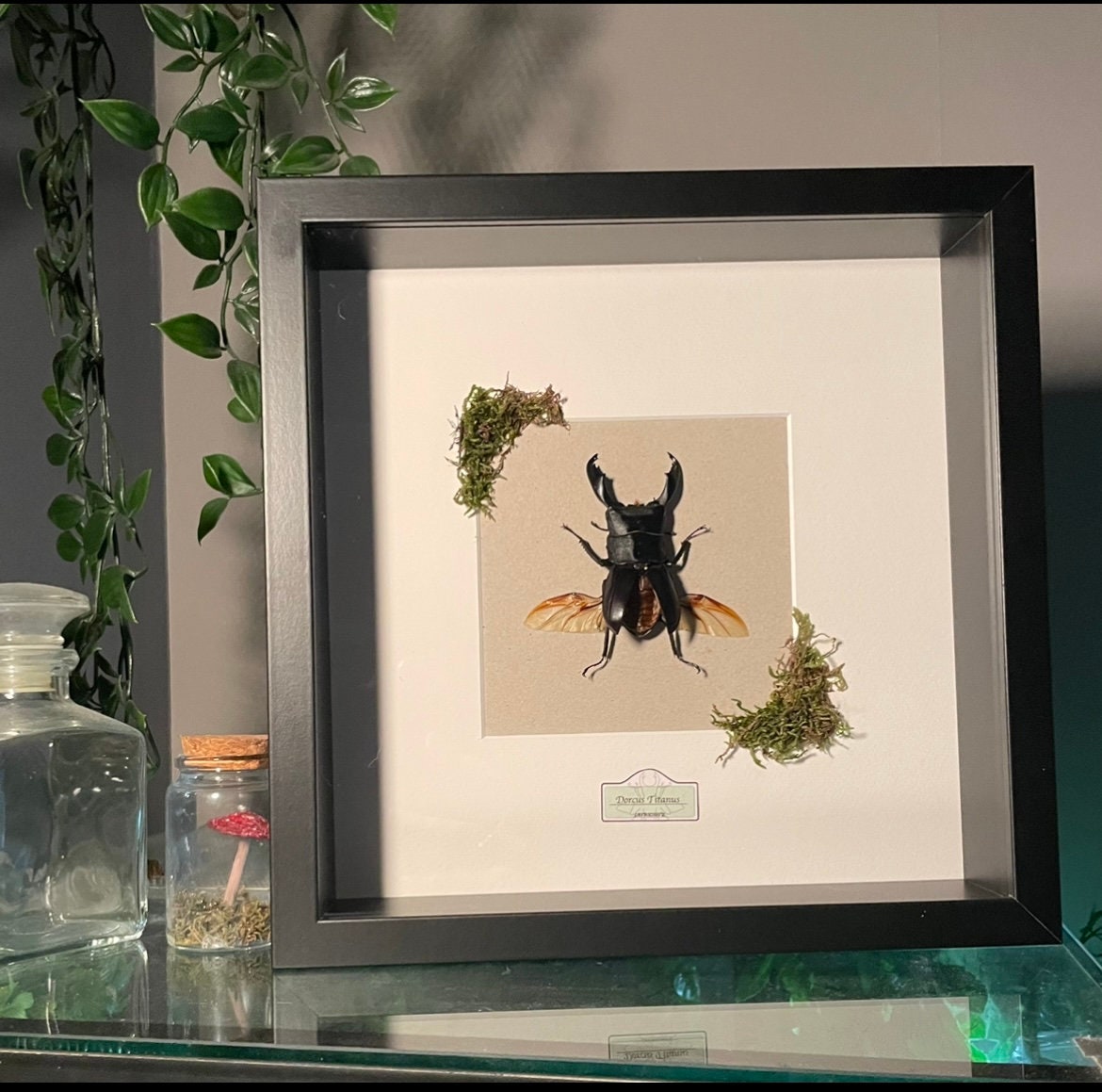 Coléoptère Naturalisé - Dorcus Titanus